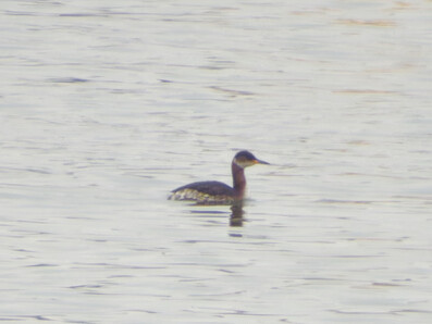 Thumbnail of Red Necked Grebe